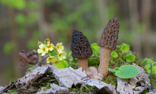 Tales of a Morel Hunter