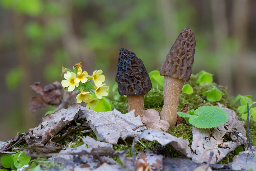 Morels can only be found in the wild, having stubbornly refused attempts at domestication. (godi photo/Shutterstock)
