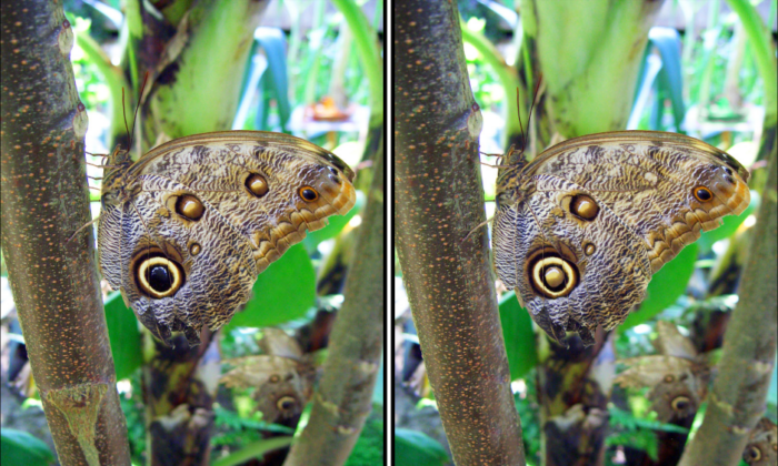 Spot the Difference Daily – Can You Find the 10 Differences?