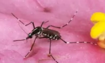 Australian Researchers Discover ‘World First’ Malaria Breakthrough