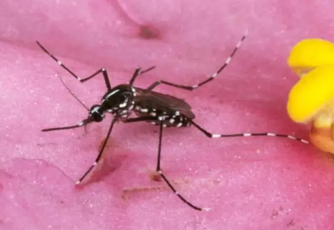 A mosquito in a file photograph. (Jack Leonard/Getty Images)