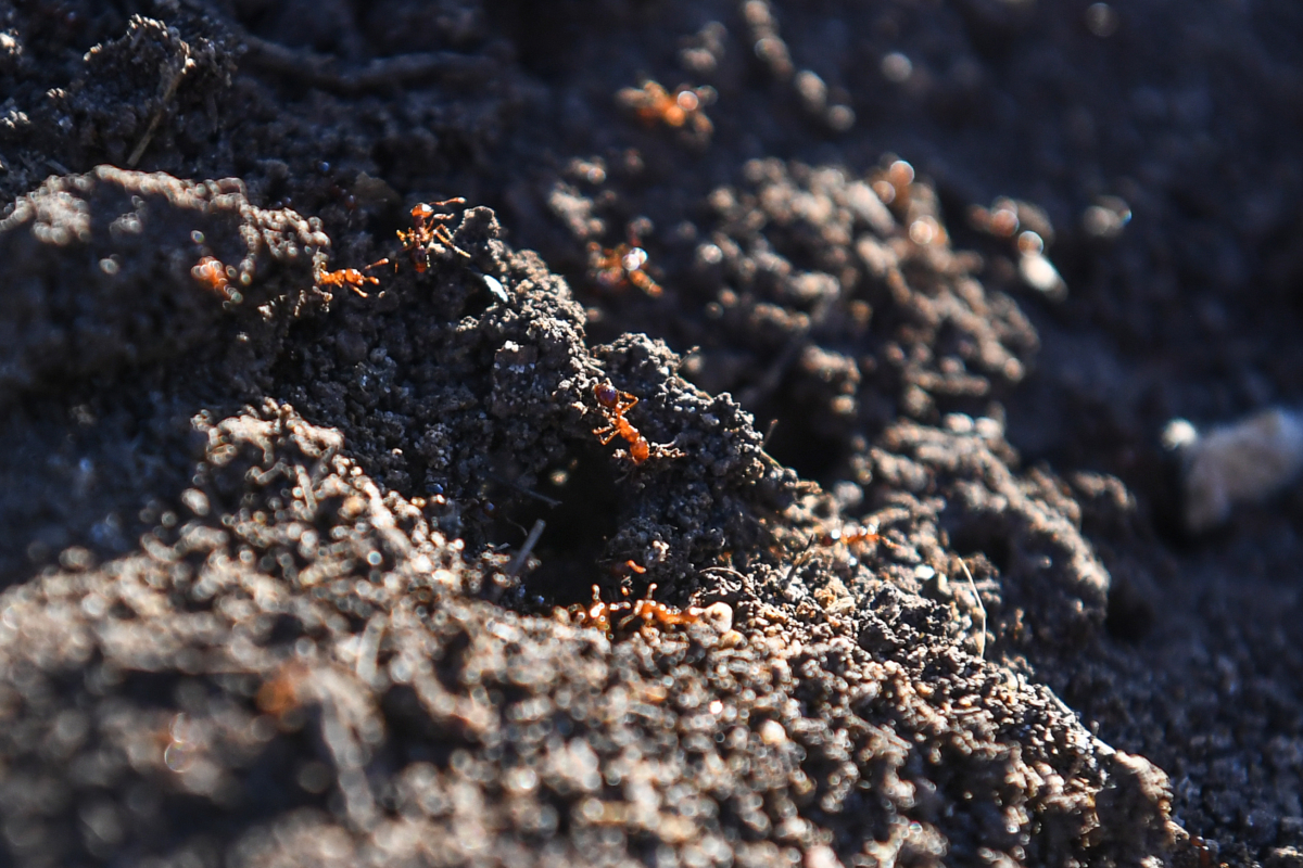 NextImg:Soil Ban in Force to Stop Fire Ant Spread Into NSW
