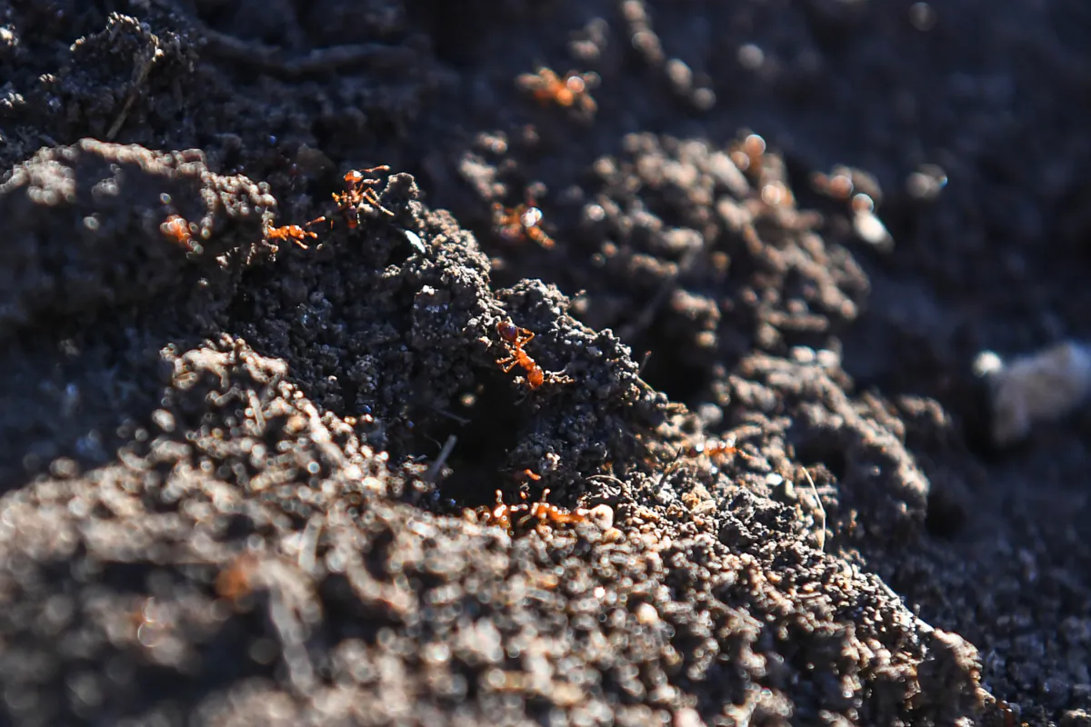 Fire ants are seen in a nest on a cane farm in Norwell, on the Gold Coast, June 15, 2023. (AAP Image/Jono Searle)