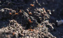 ‘World’s Worst Superpests’: Millions to Eradicate Devastating Fire Ant