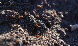 Soil Ban in Force to Stop Fire Ant Spread Into NSW
