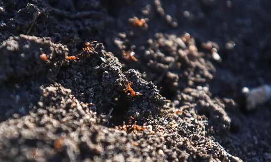 Super Pests Threaten to Invade Southern Parts of Australia