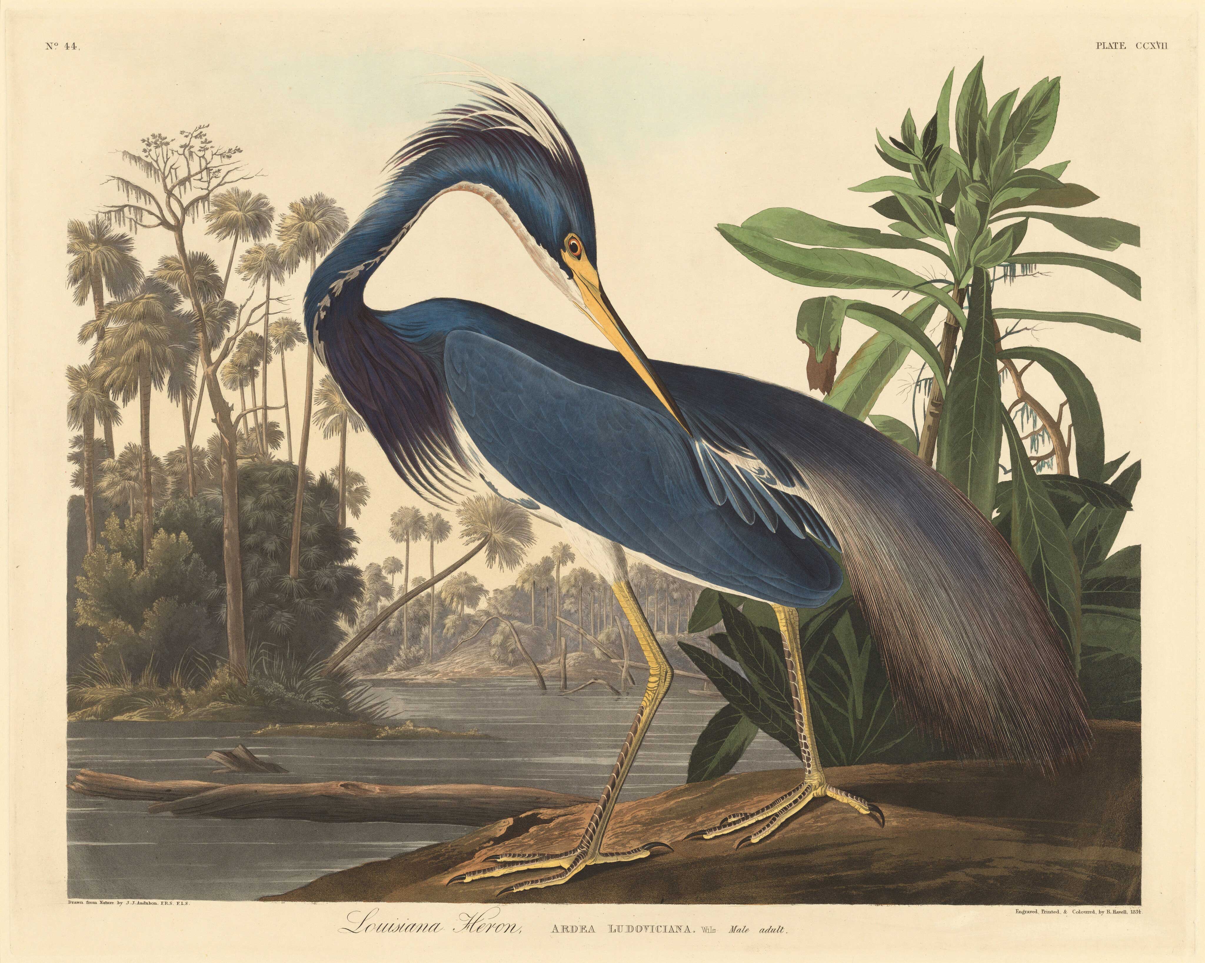 Audubon