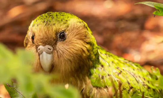 Have You Seen an ‘Owl Parrot’? This Strangest, Loudest Bird Can’t Fly—And Only 250 Are Left in the World