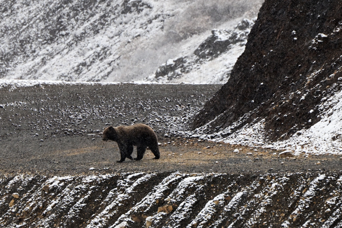NextImg:Woman Found Dead After Grizzly Bear Encounter Near Yellowstone National Park