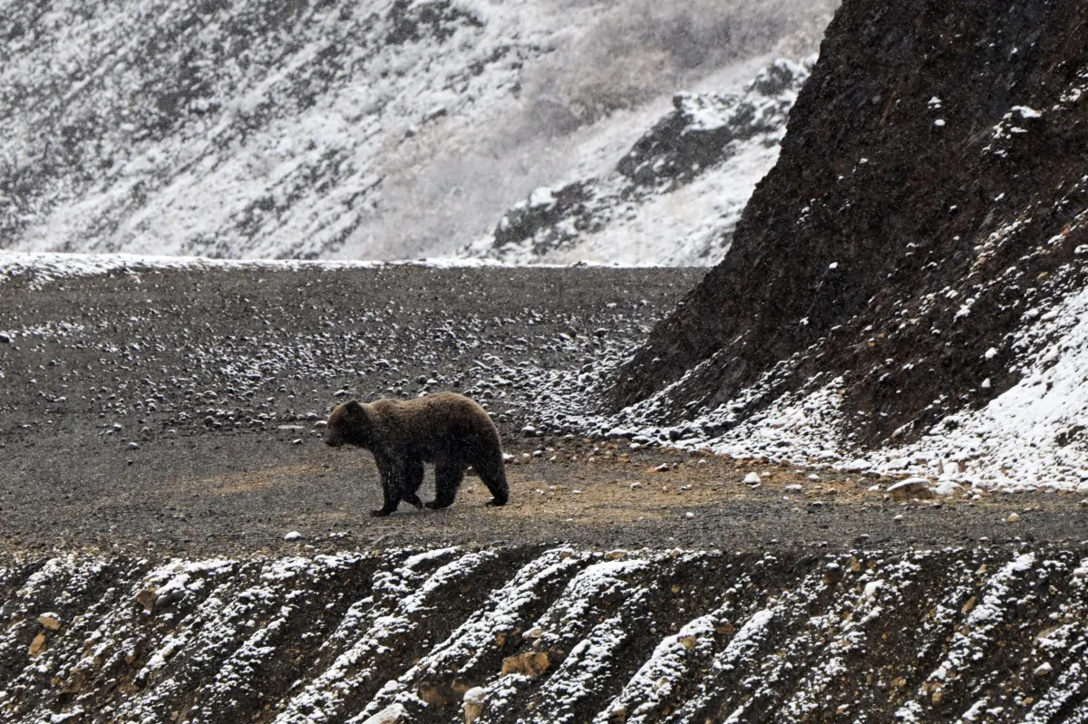 A grizzly bear in a file photo. (Patrick T. Fallon/AFP via Getty Images)