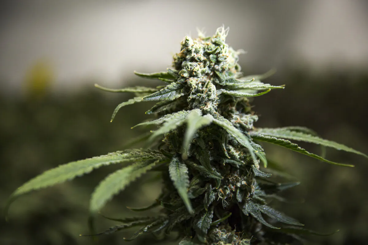 Cannabis plants grow inside of Thrive Cannabis' production facility in Simcoe, Ontario, on April 13, 2021. (Tara Walton/The Canadian Press)