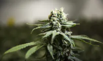 Increase in Accidental Cannabis Poisoning in Kids Since Legalization: Federal Records