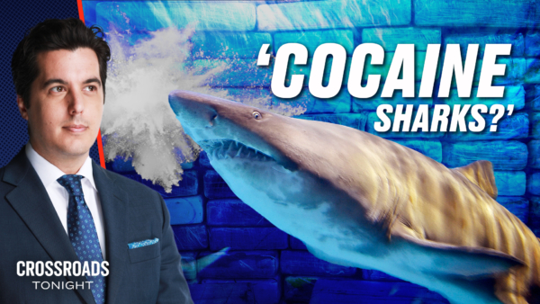 ‘Cocaine Sharks’ and ‘Feminized Fish’—What’s Going On With Our Water?