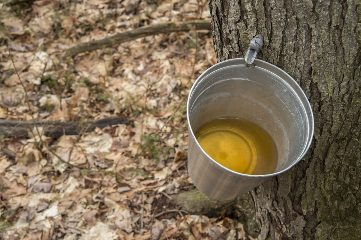Holes are bored into the trunks of maple trees to collect maple sap. (Marc Bruxelle/Shutterstock)