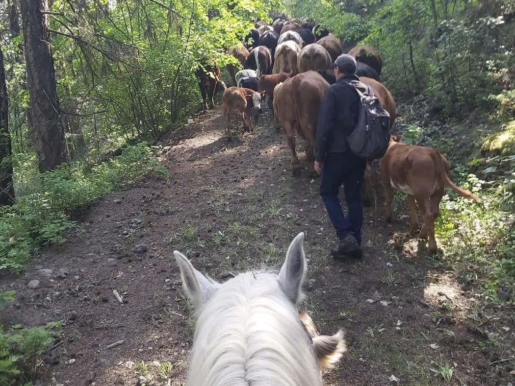 B.C. rancher Suzanne Fradette's cattle are driven through a forest in an undated handout photo. (The Canadian Press/HO-Suzanne Fradette)