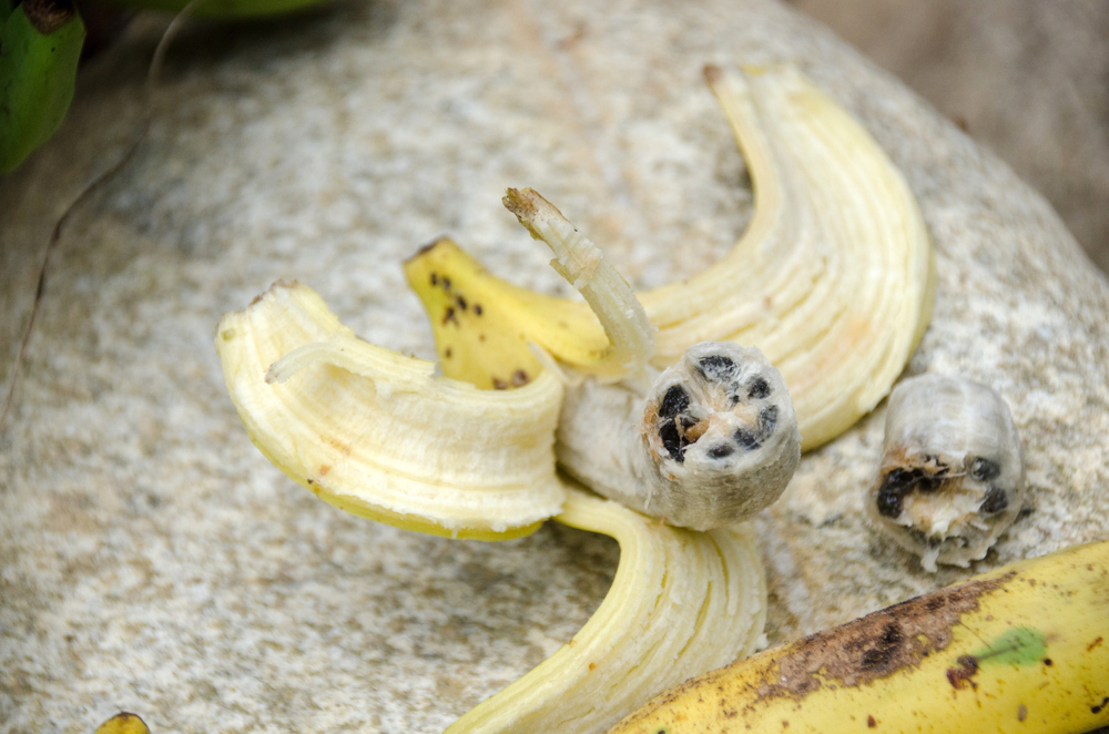 Bananas Could Be Facing Extinction