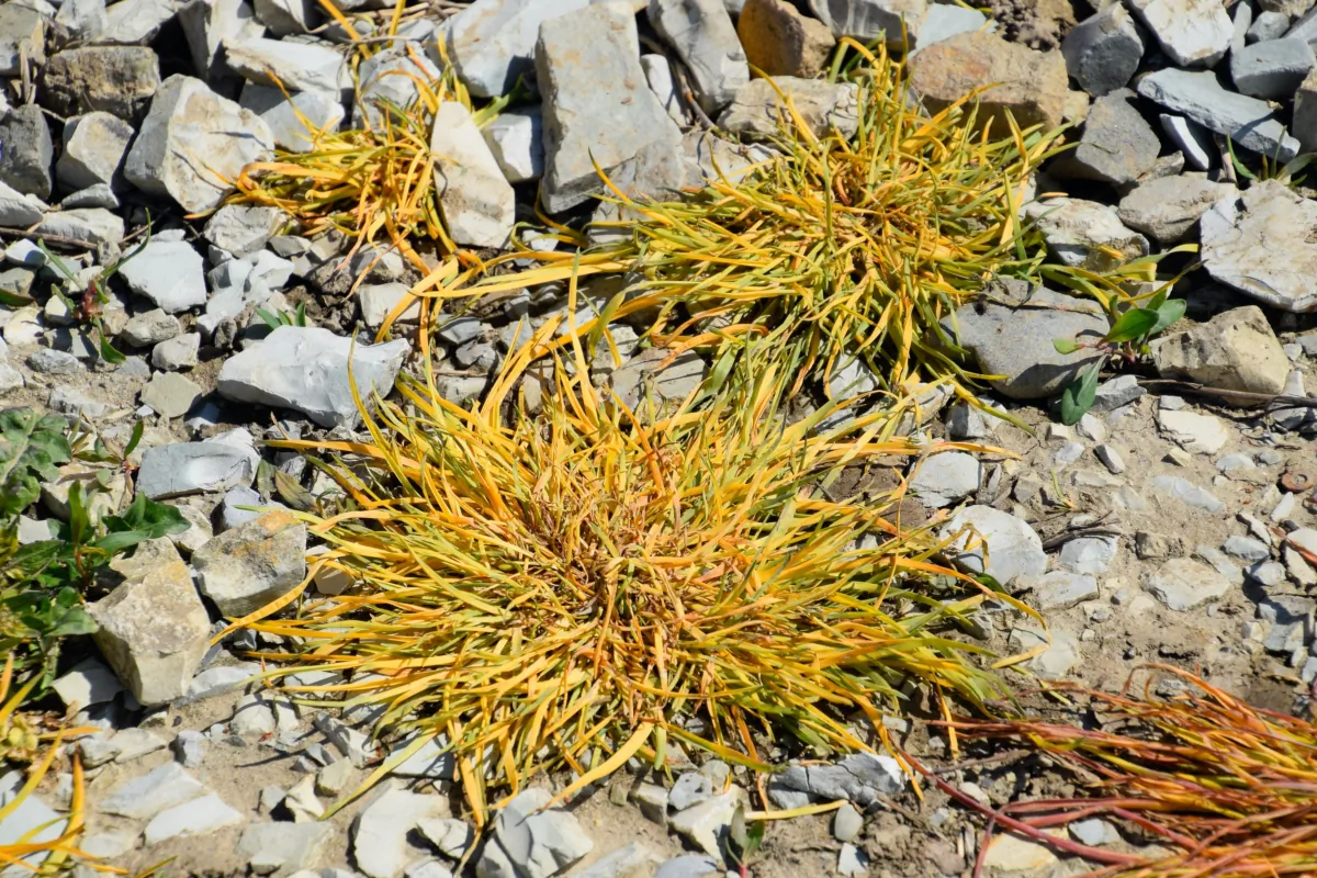 Jeff Rugg talks about how each of the toxic chemicals used in various herbicides kill plants, and offers some chemical free alternatives such as elbow grease and weed barriers. Please learn about health and contamination risks before using herbicide. (Mariya Markova/Shutterstock)