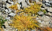 How Herbicides Kill Plants