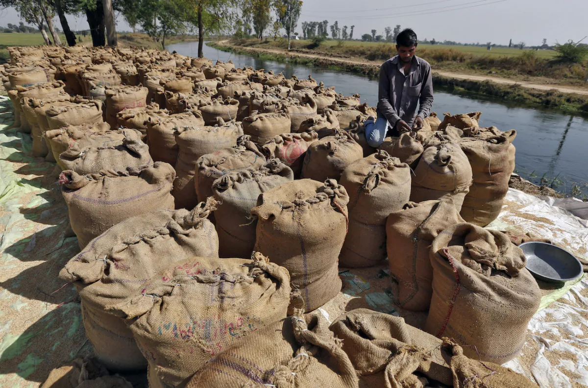 A worker packs a sack filled with rice on the outskirts of the western Indian city of Ahmedabad on Feb. 27, 2015. (Amit Dave/Reuters)