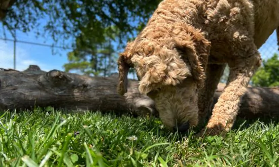 Canine Bladder Cancer Associated With Herbicides and Insecticides