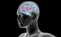 Smoking Shrinks the Brain, and Quitting Doesn’t Restore Size: Study