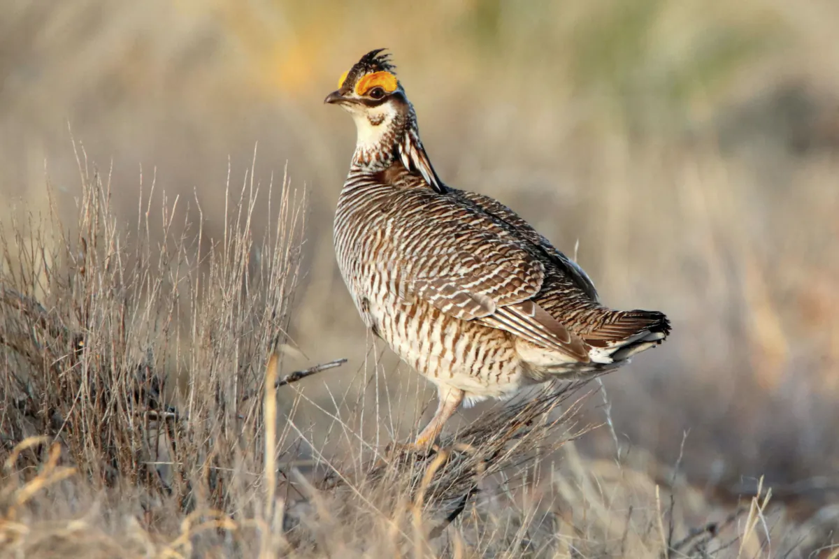 A lesser prairie chicken is seen amid the bird's annual mating ritual near Milnesand, N.M., on April 8, 2021. (Adrian Hedden/Carlsbad Current Argus via AP)