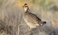 House Votes to Overturn 2 Biden Administration Endangered Species Rules, Sending Bills to President’s Desk