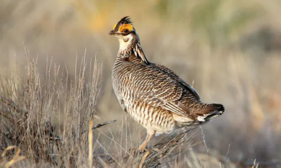 House Votes to Overturn 2 Biden Administration Endangered Species Rules, Sending Bills to President’s Desk