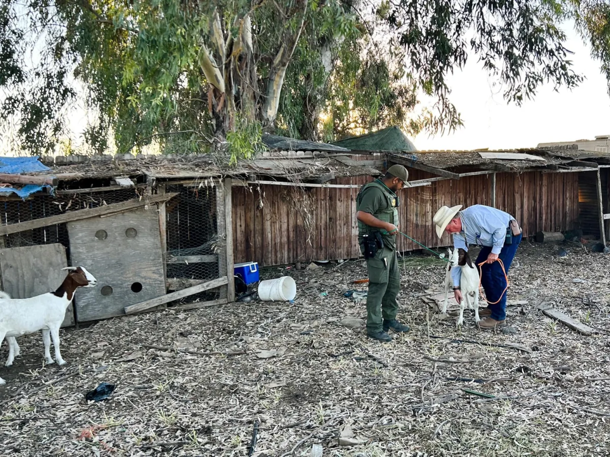 The Merced County Sheriff’s Department in California discovered several migrants who were human trafficking victims living in “horrible” conditions and working as apparent indentured laborers at an illegal marijuana grow operation in Merced on July 26, 2023. (Courtesy of Merced County Sheriff’s Department)
