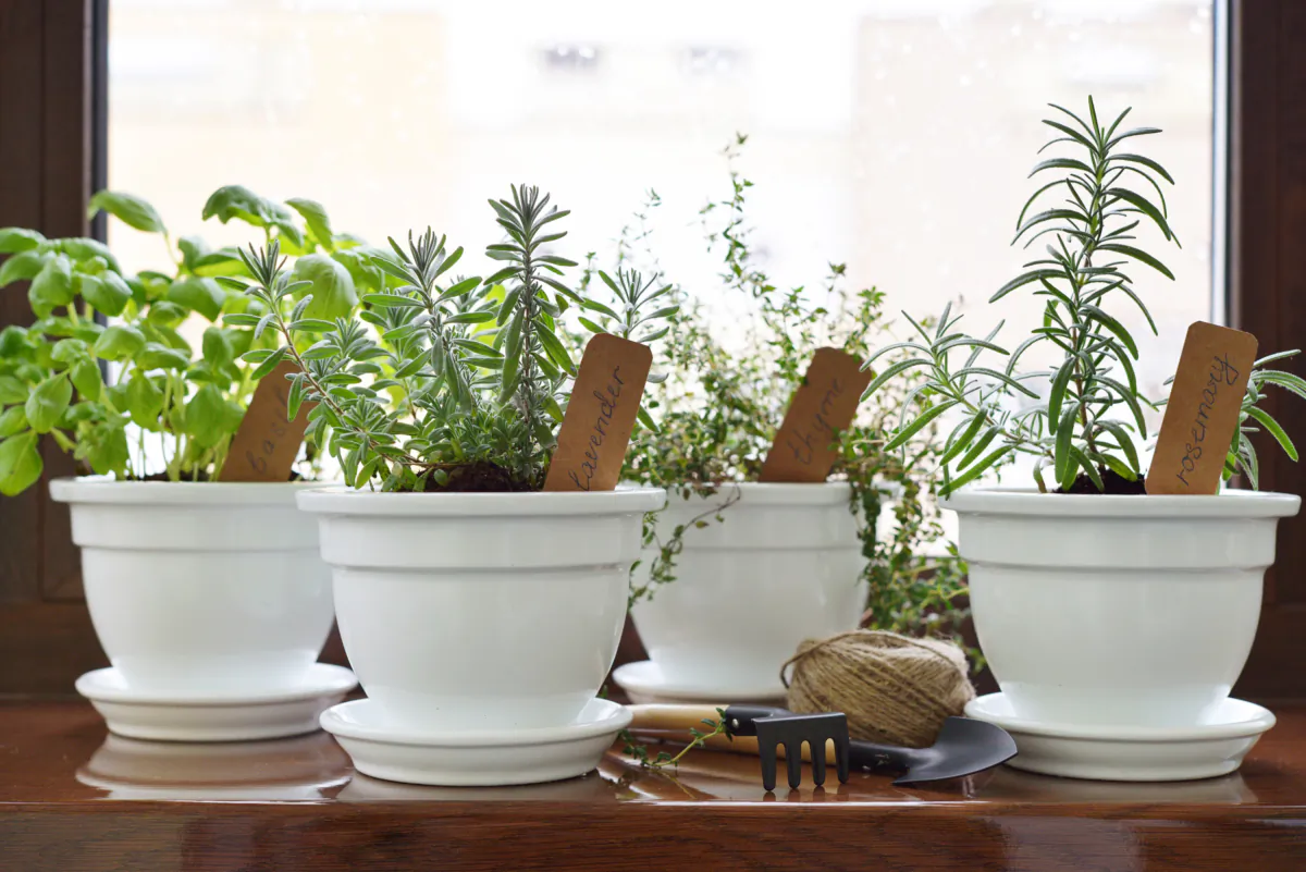 Fresh aromatic culinary herbs. (Dreamstime/TNS)