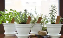 Want to Garden but Don’t Have a Lot of Space? We Asked the Experts for Help