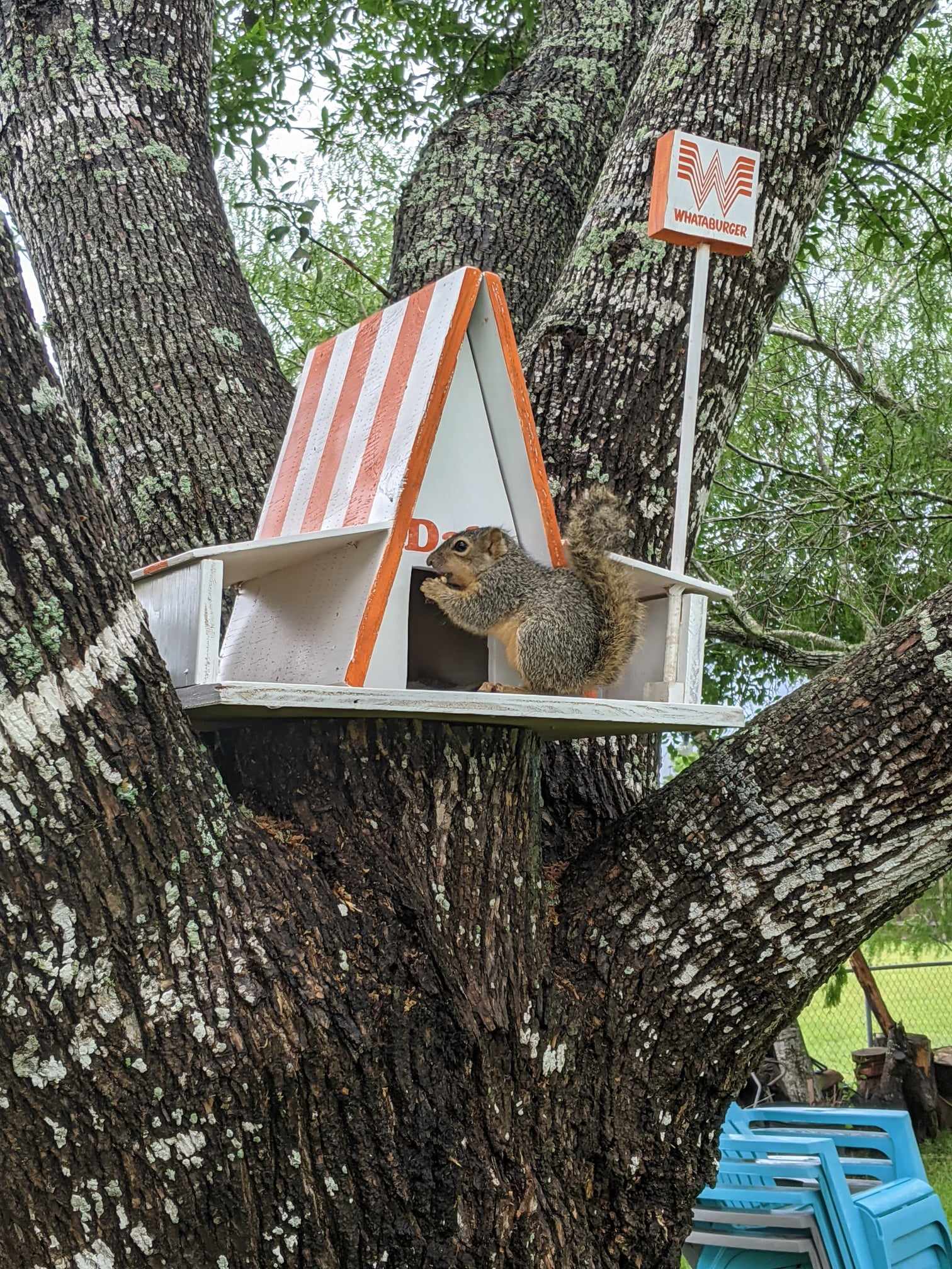 Texas Teen and Her Dad Build Cute Whataburger Treehouse for Orphaned  Squirrel: She Definitely Has a Heart for Animals | The Epoch Times