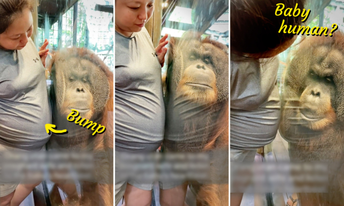 VIDEO: Orangutan Leans Into Pregnant Woman's Baby Bump to Hear Heartbeat of Unborn at Zoo