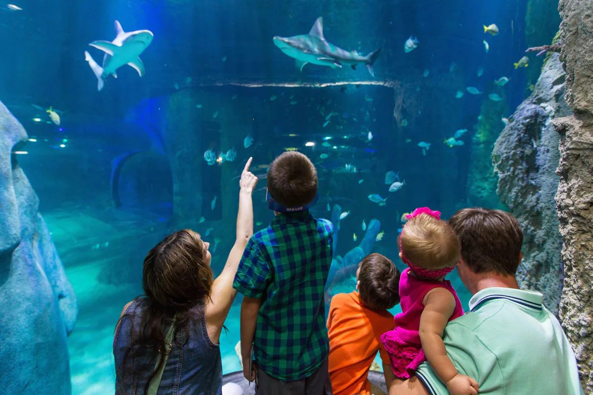 Various sharks are always on display at Sea Life Orlando Aquarium on International Drive. (Sea Life Orlando/TNS)