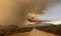 California Wildfire Scorching Precious Joshua Trees