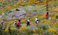 Hikers Warned of Wildlife Encounters in California State Parks During Summer