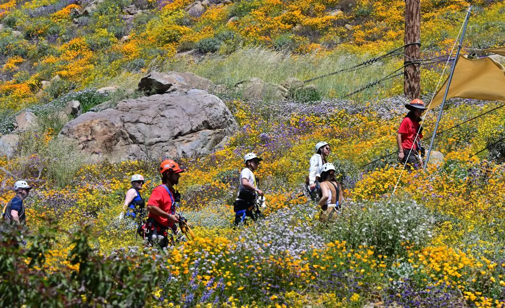 Zipliners make their way past blooming wildflowers to their next location at Skull Canyon Ziplines in Corona, Calif., on April 11, 2023. (Frederic J. Brown/AFP via Getty Images)