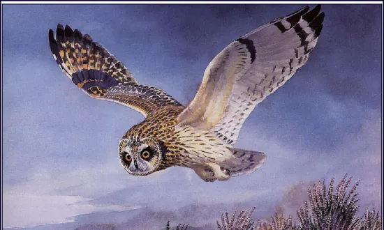 ‘What An Owl Knows’