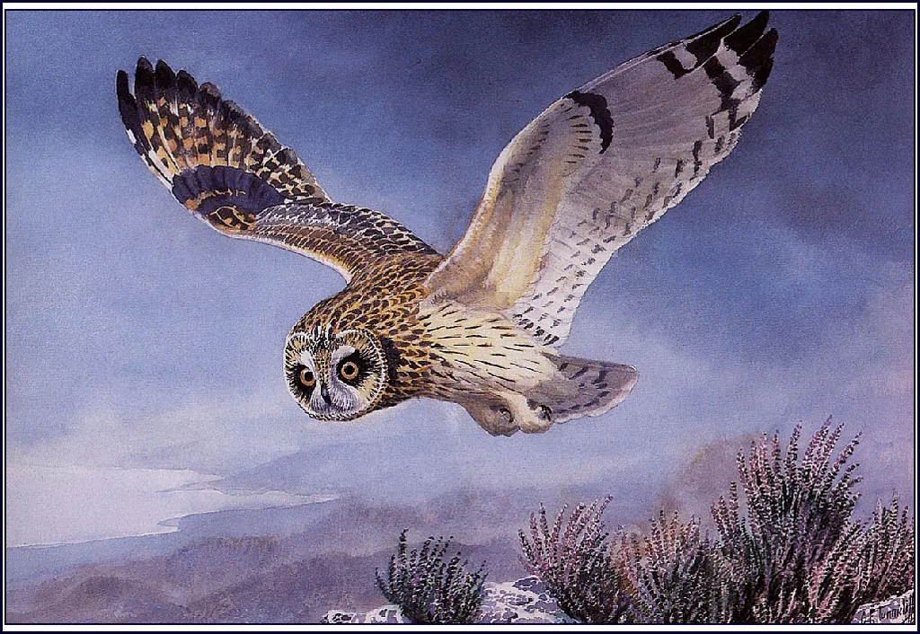 “Short-eared Owl,” by Charles Tunnicliffe. (Public Domain)