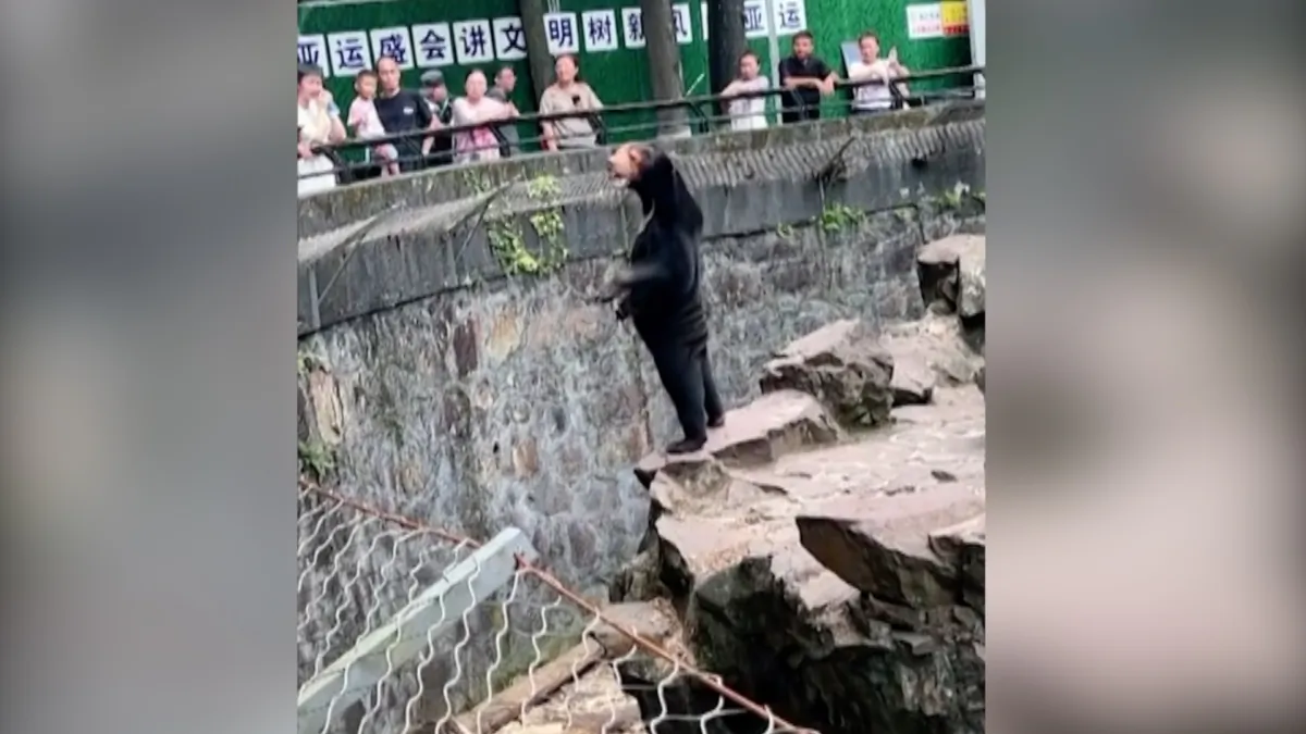 A sun bear stands in enclosure at Hangzhou Zoo in Hangzhou, Zhejiang Province, China, in a still from video released on July 28, 2023. (Video obtained by Reuters/Screenshot via NTD)