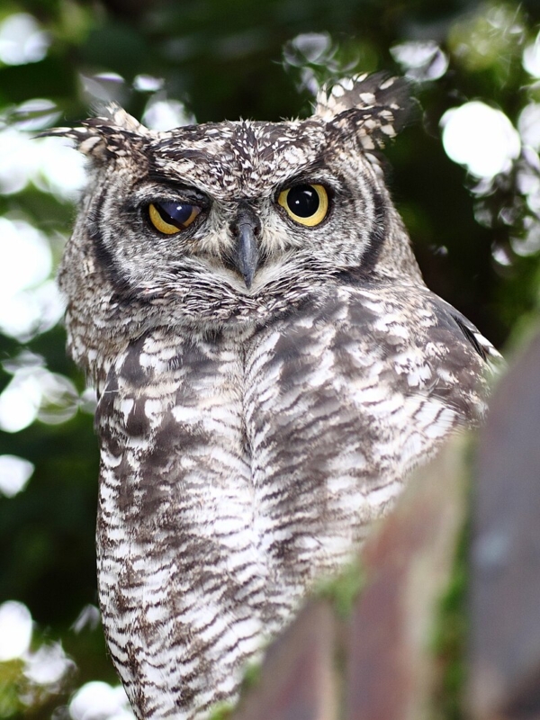 “What An Owl Knows: The New Science of the World’s Most Enigmatic Birds” by Jennifer Ackerman