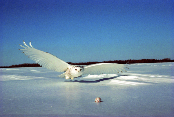“What An Owl Knows: The New Science of the World’s Most Enigmatic Birds” by Jennifer Ackerman
