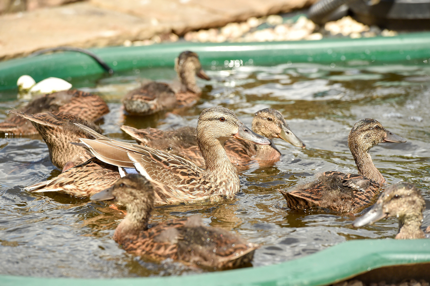 Ducks