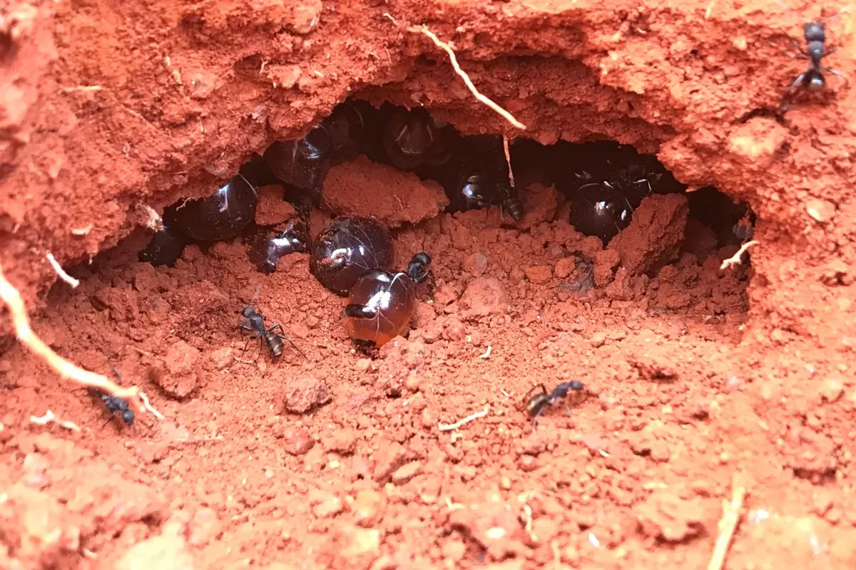 A supplied image obtained on Wednesday, July 26, 2023, of Australian honeypot ants. Scientists discover honey produced by Australian ants possesses unique anti-microbial activity against bacteria and fungi. (AAP Image/Supplied by University of Sydney)