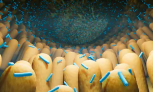 Gut Microbiome May Be Key in Treating Lyme Disease