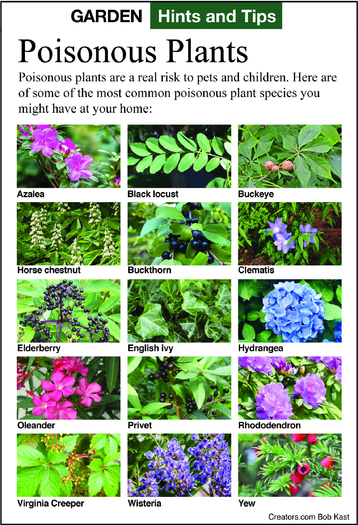 poisonous plants tip sheet