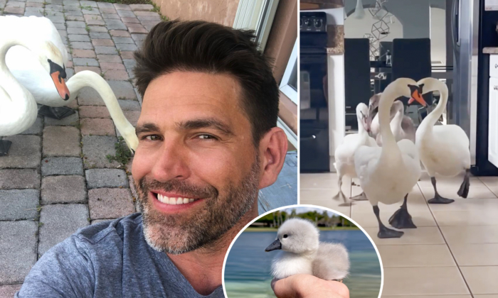 'These Animals Chose Me': Swans Befriend Florida Man, Nest in His Yard, Bring Their Babies Into His House [VIDEO]