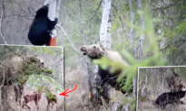 VIDEO: Huge Mother Moose Defends Twin Calves From ‘Very Hungry’ Black Bear in Alaska—‘It Was Scary’