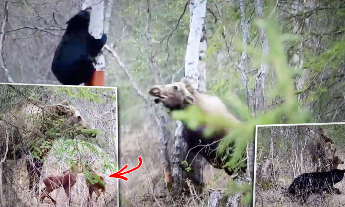 VIDEO: Huge Mother Moose Defends Twin Calves From 'Very Hungry' Black Bear in Alaska—'It Was Scary'