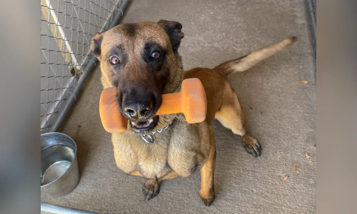 San Diego Police K9, Sir, died in the line of duty in Clairemont, Calif., on Aug. 2, 2023. (Courtesy of San Diego Police Department)